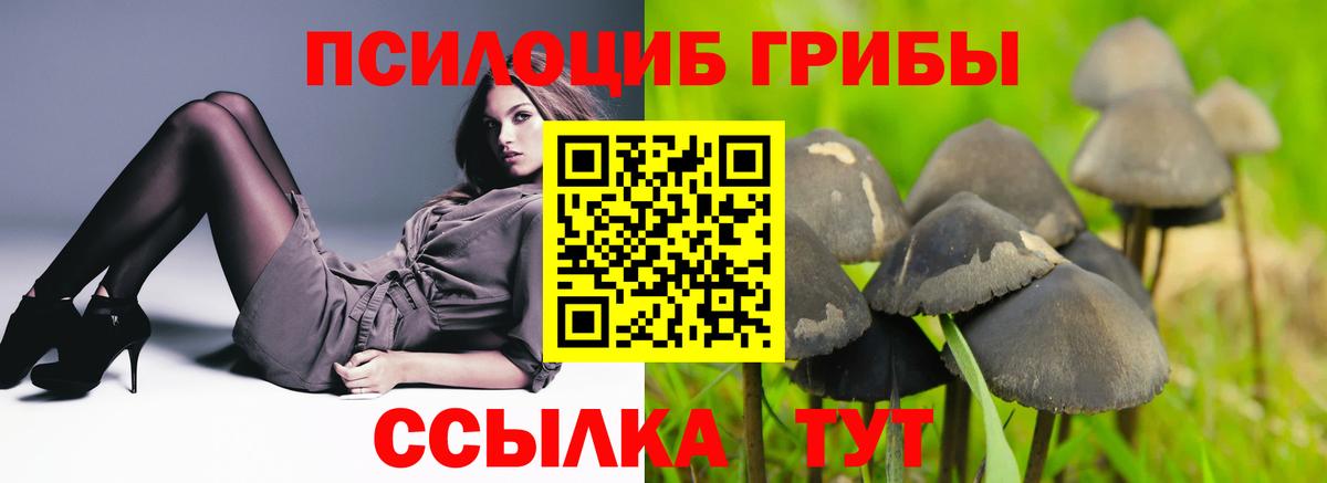 Галлюциногенные грибы Psilocybe Гусь-Хрустальный